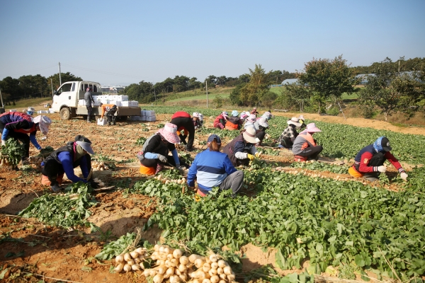 총각무 수확 모습
