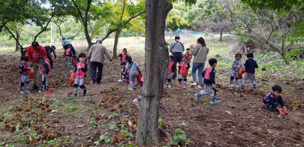 꽃내미풀꽃이랑마을 알밤줍기 모습