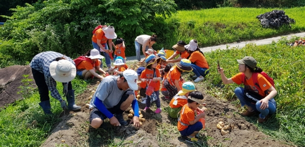 꽃내미풀꽃이랑마을 감자캐기 체험 모습
