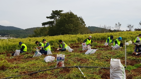 생강수확 농촌 일손돕기 봉사활동 모습