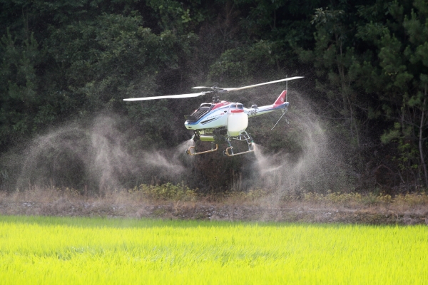 벼 병해충 항공 방제 실시 모습