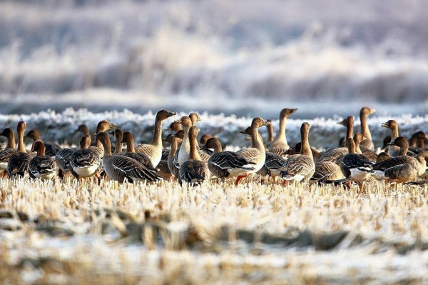 생물다양성사업의 효과 크게 두드러져(기러기류)