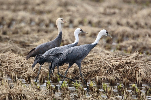 생물다양성사업의 효과 크게 두드러져(흑두루미).