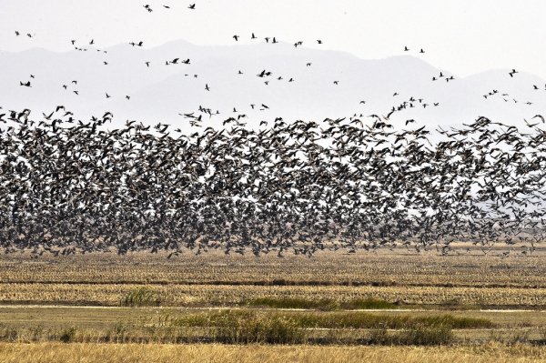 생물다양성사업의 효과 크게 두드러져(기러기류)