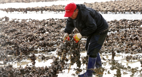 이원면 생굴 수확 모습