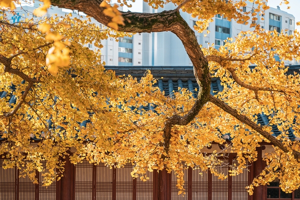 서산향교 500년된 은행나무