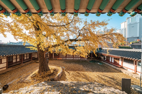 서산향교 500년된 은행나무