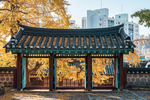 서산향교 500년된 은행나무