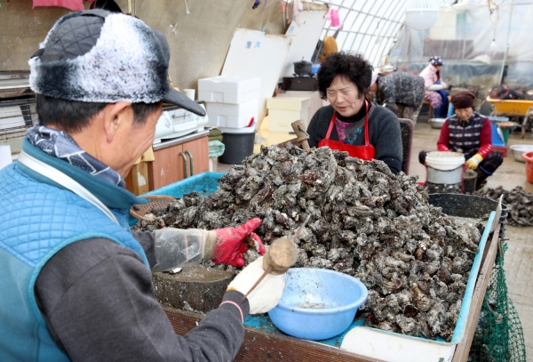 창기7리 어촌계 굴작업