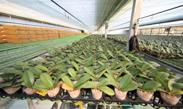 호접란 미국 수출