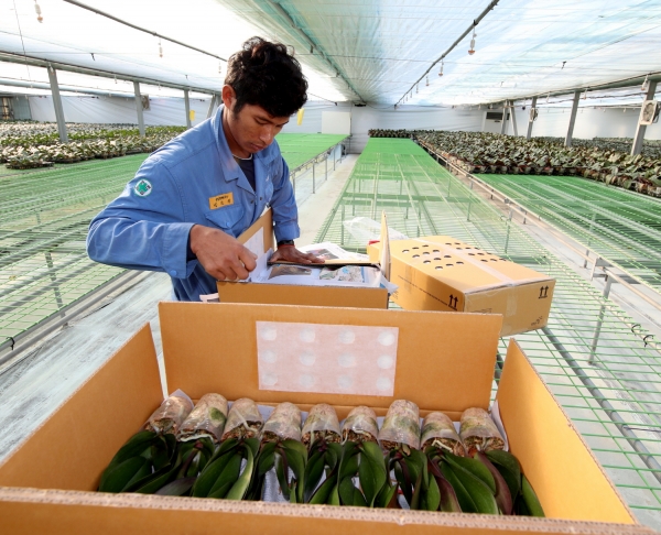 호접란 미국 수출
