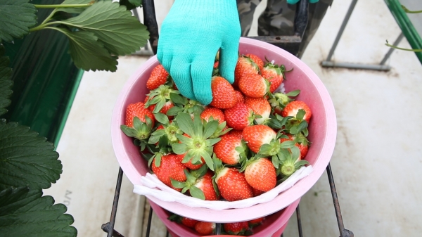 “달콤한 겨울딸기 맛 보세요”