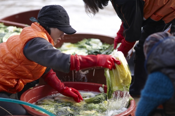 김장 사진(출처 : 세계김치연구소)