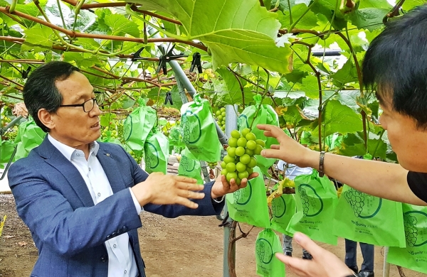 aT 이병호 사장, 경북 상주 샤인머스켓 농가 방문사진