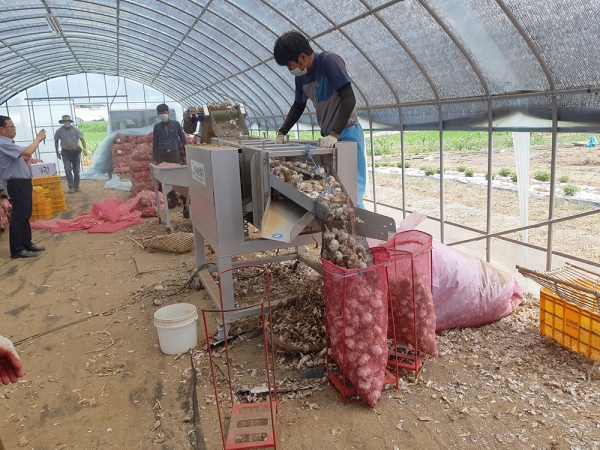 마늘 선별기 시범 운영 모습