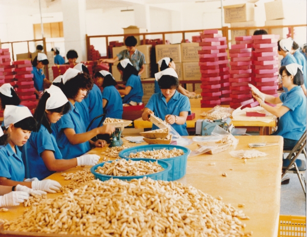 인삼 선별 작업 모습