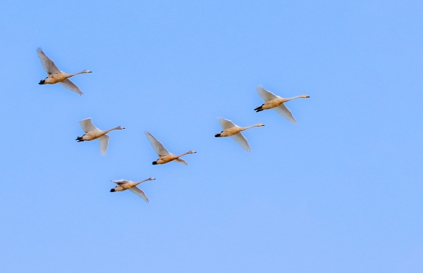 합덕제 고니 모습
