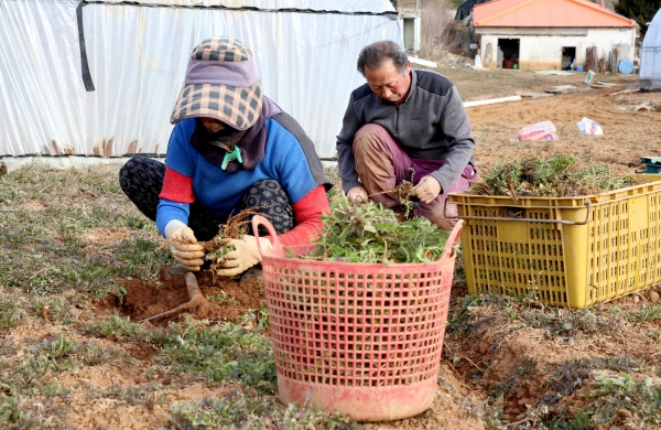 냉이 수확 모습