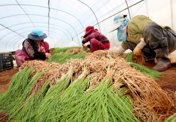 달래 수확 모습