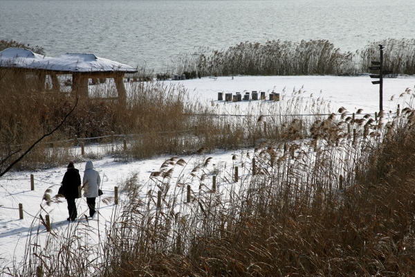 신성리 갈대밭 풍경