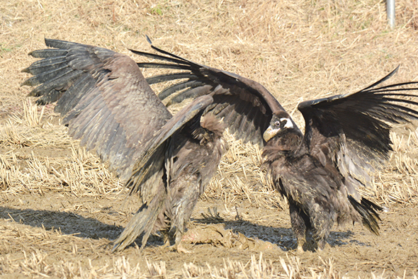 천수만 버드랜드 주변 독수리 사진