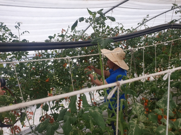 고령농 농작업지원사업 운영 장면