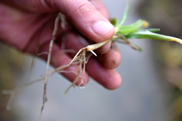 월동작물 맥류, 마늘, 양파, 조사료 웃거름 시용지도 ( 맥류 생육재생기 판단)