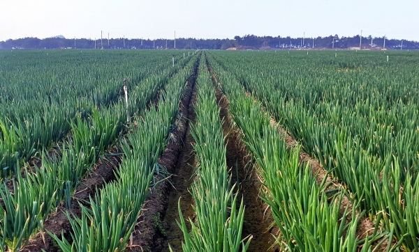 대파 밭 사진(제공 : 한국농촌경제연구원)