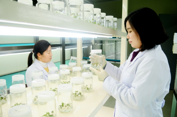 고구마 조직배양묘