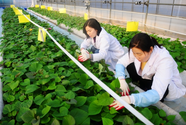 고구마 조직배양묘