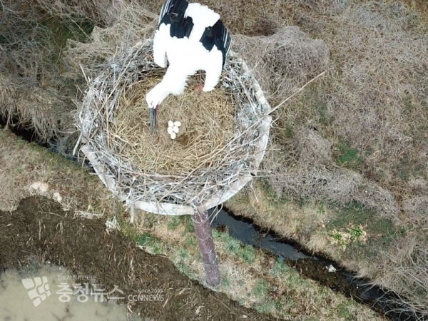 둥지탑 속 황새알 사진
