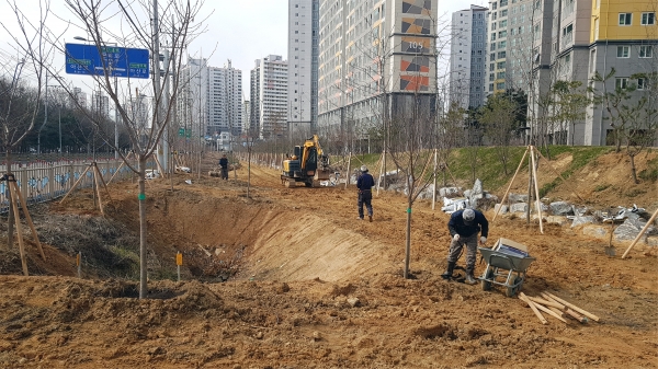 문화로 유휴지에 왕벚나무 등 나무심기를 하고 있다.