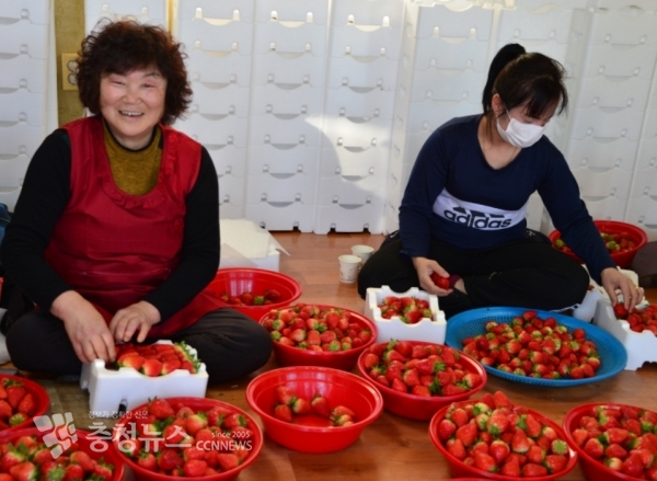 딸기를 선별하고 있는 논산시 가야곡면 홍기자씨
