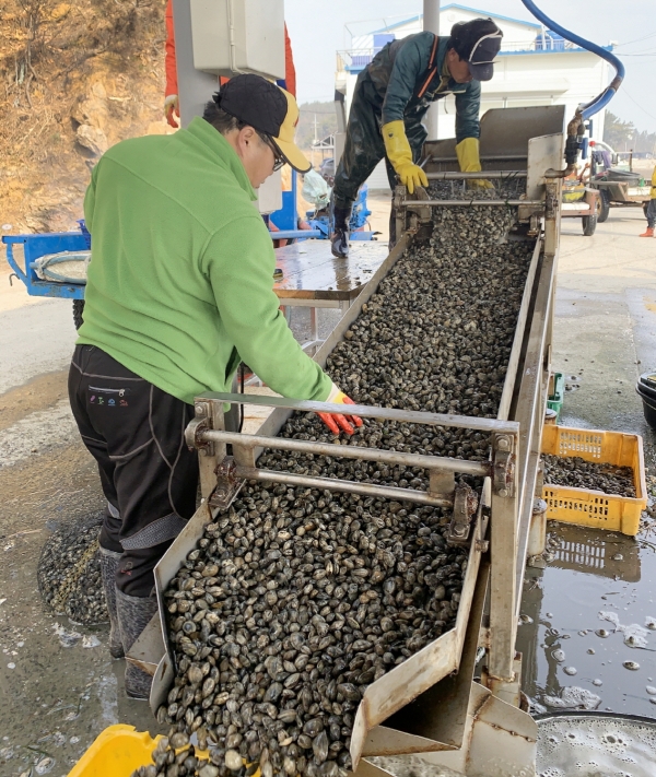 지난 9일 바지락 선별하는 소원면 파도리 어촌계원 모습.