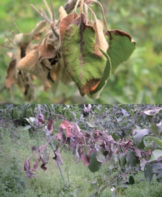 화상병 입은 과수들