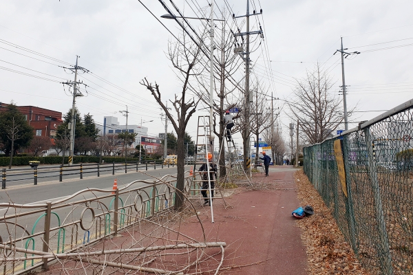 가로수 전정 사진