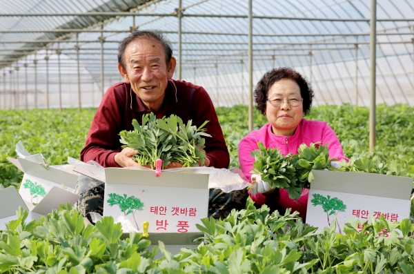남면 몽산리 한 농가에서 방풍나물을 수확하는 모습.