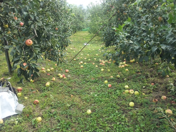 지난해 농작물 재해피해 사진