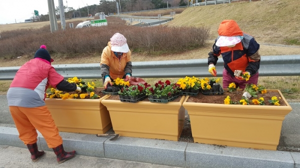 계룡시 봄꽃 식재