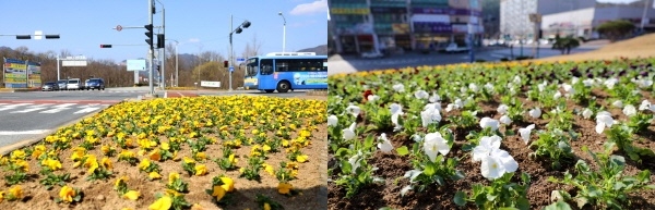 계룡시 봄꽃 식재
