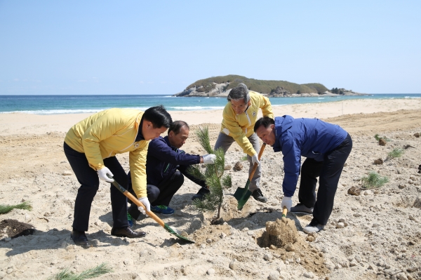 탄소상쇄 평화의 숲 조성_해송 식재