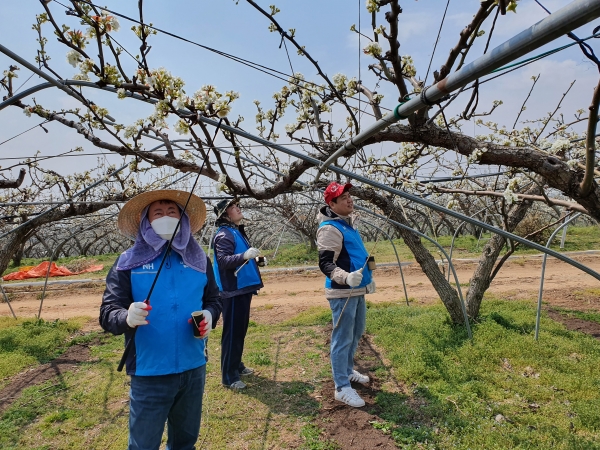 조두식 농협은행 충남영업본부장이 직원들과 함께 과수농가에서 배화접 부족일손을 도왔다.