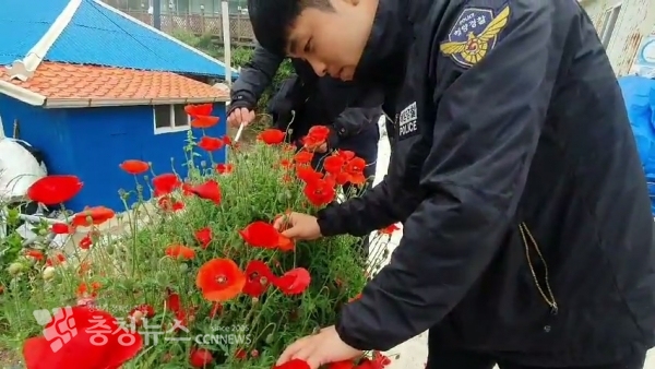 태안해경이 단속대상 마약류 식물 여부를 확인하고 있다. (출처=태안해양경찰서)