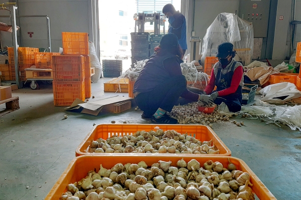 6시내고향 방영 후 급증한 주문량 배송을 위해 선별 및 포장작업하는 모습