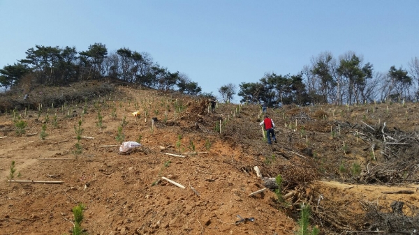 나무심기(대호지면 두산리 편백).