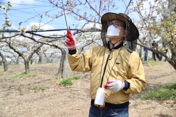 박상돈 천안시장이 지난 18일 성환읍 배 농가를 찾아 인공수분 일손돕기에 나섰다.