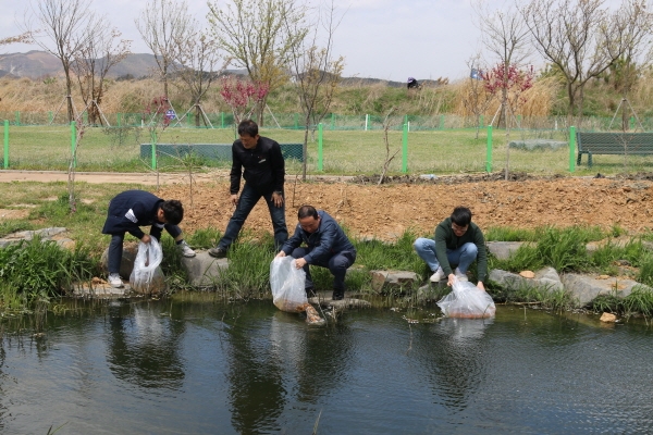 보령시시설관리공단 생태연못에 관상어를 방생하고 있다.