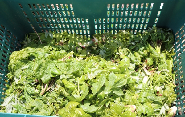 음나무(엄나무) 순