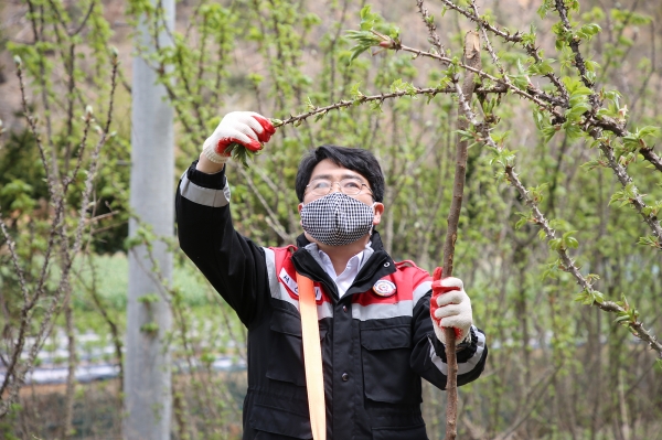 맹정호 서산시장이 음나무 재배단지를 방문해 수확작업을 함께 하고 있다.
