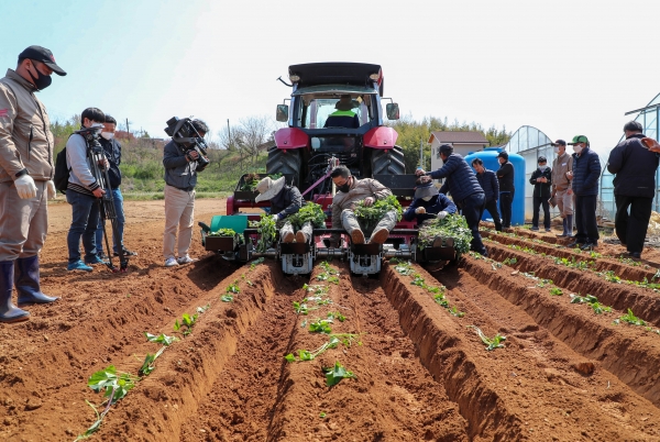 고구마 정식기 시연회